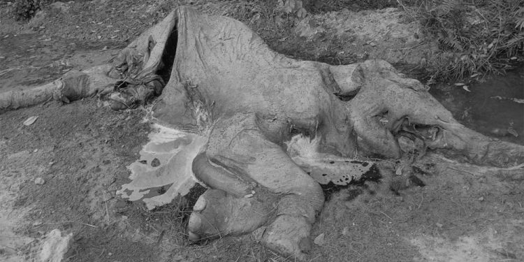 झापामा सडेगलेको अवस्थामा हात्ती फेला