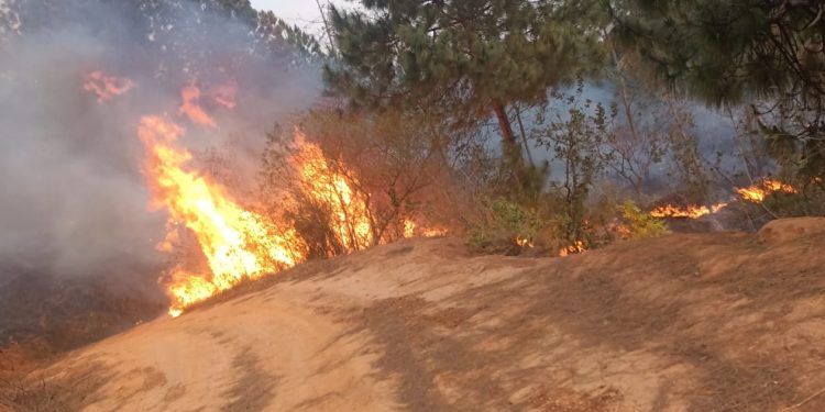 पाँचथरमा डढेलोमा परेर दुईको मृत्यु