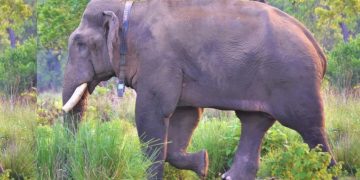 काँकडभिट्टा–लौकही सडक स्तरोन्नति: वन्यजन्तु संरक्षणमा नयाँ पहल