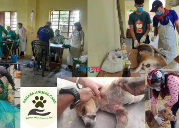 विराटनगरमा सामुदायिक कुकुरको बन्ध्याकरणमा सहाराको गम्भीर लापरबाही