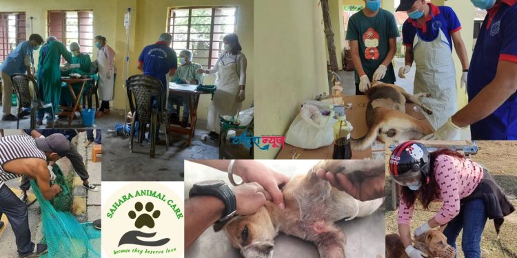 विराटनगरमा सामुदायिक कुकुरको बन्ध्याकरणमा सहाराको गम्भीर लापरबाही