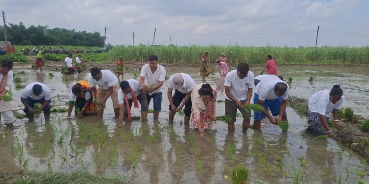 धान दिवसका अवसरमा विराटनगर महानगरद्वारा सामूहिक रोपाइँ आयोजना