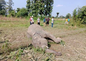 सुनसरीमा जङ्गली हात्ती मृत फेला