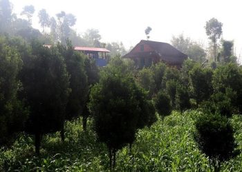 व्यावसायिक सुन्तला खेतीमा जुट्दै भोजपुरका किसान