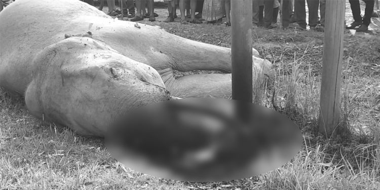 झापामा ‘करेन्ट’ लागेर जङ्गली हात्तीको घटनास्थलै मृत्यु