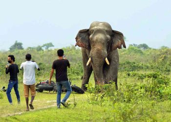 झापामा मानव–हात्ती द्वन्द्व : डेढ दशकमा ७२ जना मानिसको मृत्यु, २५ वटा हात्ती मरे
