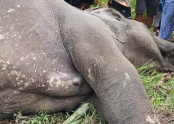 झापामा पोथी जंगली हात्ती मृत अवस्थामा भेटियो