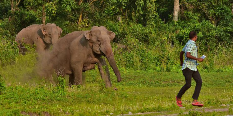 झापामा मानव–हात्ती द्वन्द्व : डेढ दशकमा ७२ जना मानिसको मृत्यु, २५ वटा हात्ती मरे
