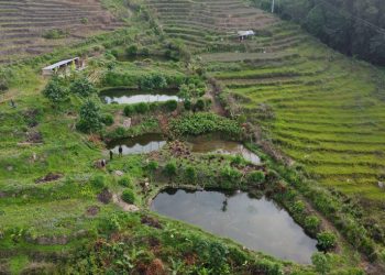 गाउँमै सम्भावना : विदेश फर्किएका कमलको माछापालन यात्रा