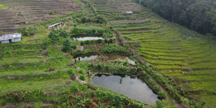 गाउँमै सम्भावना : विदेश फर्किएका कमलको माछापालन यात्रा