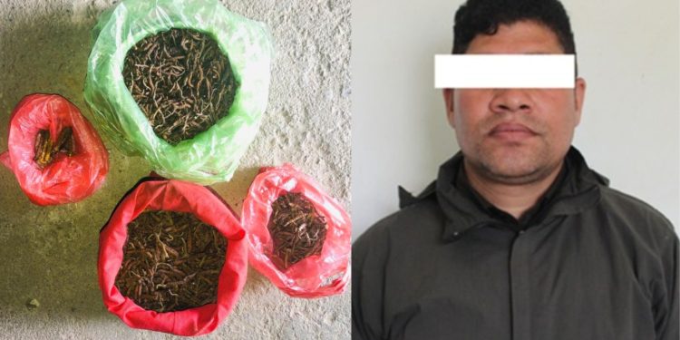 संखुवासभामा डेढ किलो यार्सागुम्बासहित एक पुरुष पक्राउ