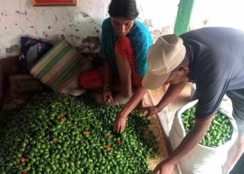 भोजपुर : आम्दानीको स्रोत बन्दै ‘अकबरे’