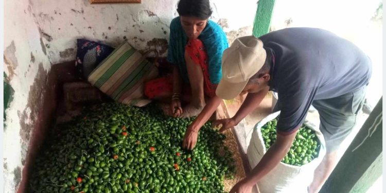भोजपुर : आम्दानीको स्रोत बन्दै ‘अकबरे’