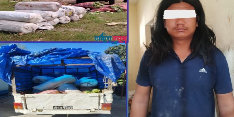 तरकारी बोकेको बोलेरोबाट गाँजा बरामद