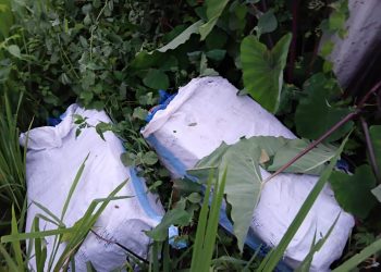 सुनसरीमा धान खेतमा लुकाइएका ७५ केजी गाँजा बरामद