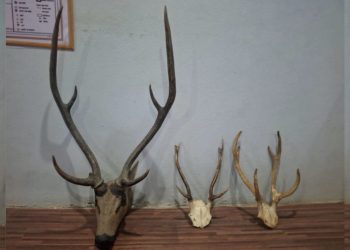 मोरङमा जरायोको सिङसहित दुई जना पक्राउ