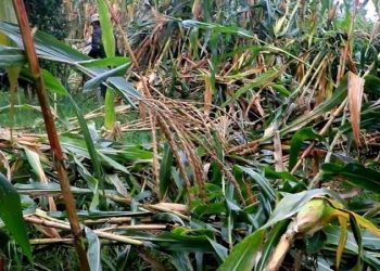 झापामा मापसे सेवन गरेर छिमेकीको घर छेउ पुगेपछि रूखमा बाँधेर राखे, बिहान मृत भेटिए