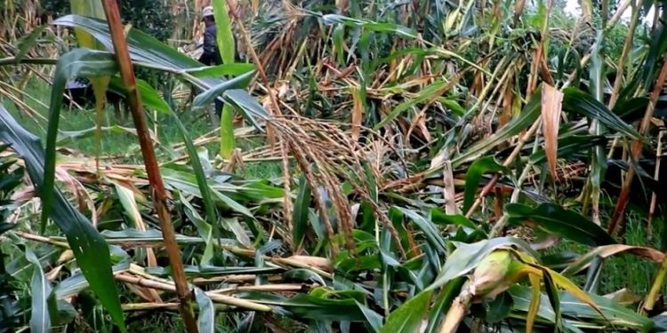 झापामा मापसे सेवन गरेर छिमेकीको घर छेउ पुगेपछि रूखमा बाँधेर राखे, बिहान मृत भेटिए