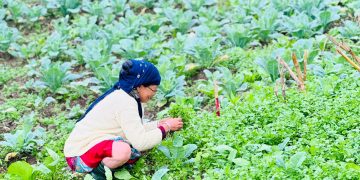 धनियाँ टिप्दै किसान