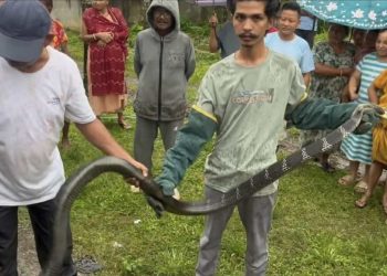 झापामा १५ फिट लामो राजगोमन फेला (भिडिओसहित)