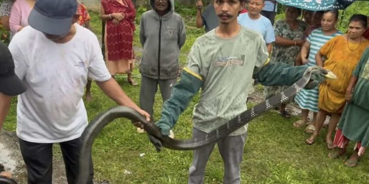 झापामा १५ फिट लामो राजगोमन फेला (भिडिओसहित)