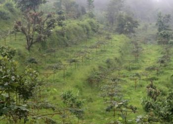भोजपुर : अधिकांश किसान किवीखेतीमा, ‘पकेट’ क्षेत्र निर्धारण गरेर प्रोत्साहन
