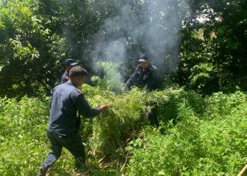 भोजपुरमा आठ हजार गाँजाका बोट तथा बेर्ना फडानी