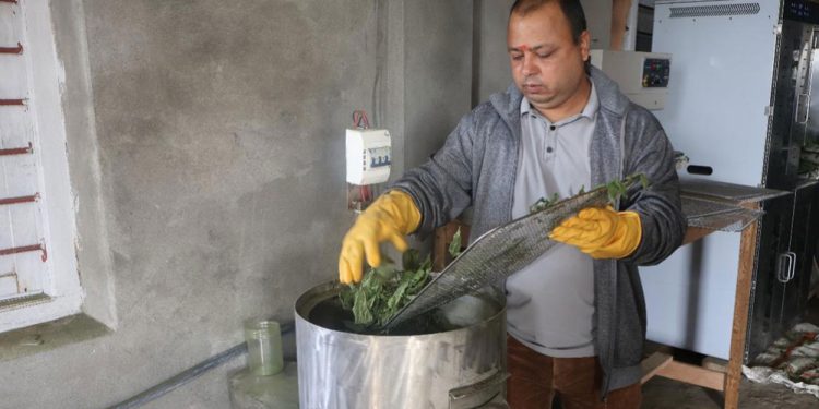 प्राकृतिक रुपमै उम्रिने सिस्नोको प्याकेजिङ मेसिनमार्फत प्रशोधन सुरु