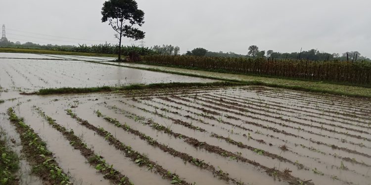 अविरल वर्षाले सुनसरीका किसान मर्कामा