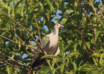 दुर्लभ मानिएको ‘हरित परेवा’को बथान झापामा फेला