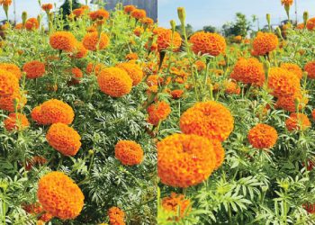 झापाका कृषक भन्छन् – ‘फूल फलाउनु मात्र पर्दोरहेछ, ग्राहकको अभाव नहुने रहेछ’