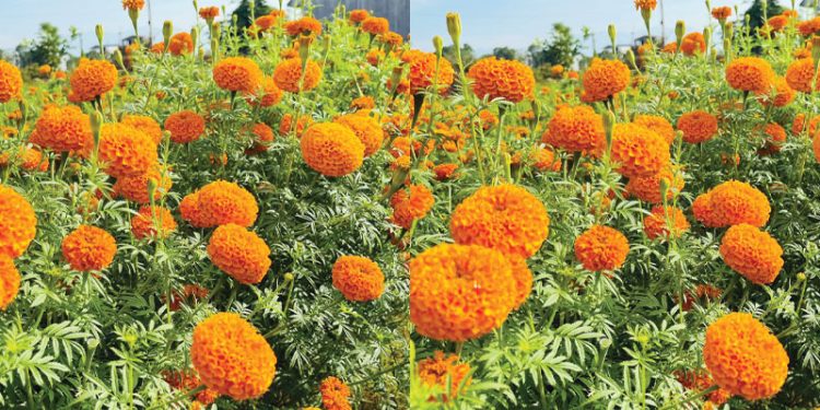 झापाका कृषक भन्छन् – ‘फूल फलाउनु मात्र पर्दोरहेछ, ग्राहकको अभाव नहुने रहेछ’