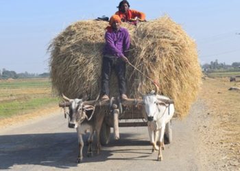 सुनसरीमा गोरुगाढा लोप