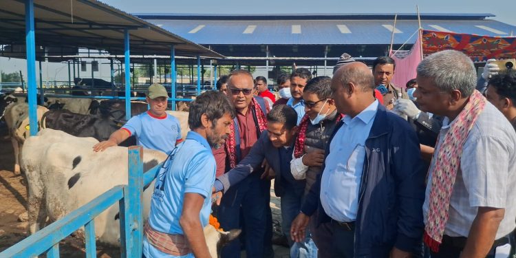 कोशी प्रदेशभरी खोरेत रोगमुक्त बनाइने, विराटनगरबाट गाई–भैंसीलाई निःशुल्क खोप सुरु