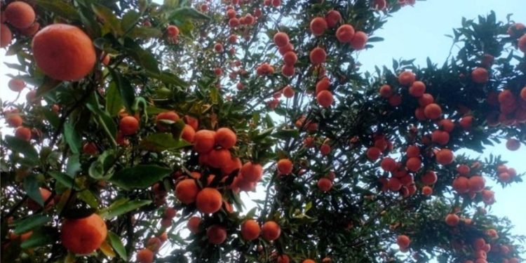 भोजपुरमा किसानका लागि सुन्तला खेती आम्दानीको भरपर्दो आधार