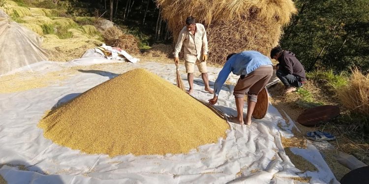 अनियमित मौसमका कारण भोजपुरमा धान उत्पादनमा गिरावट