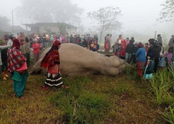 मानव–हात्ती द्वन्द्व : झापामा जंगली हात्ती मृत फेला