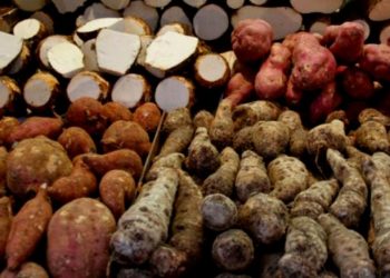 झापामा ‘तरुल उत्सव’, तीन देशको सहभागिता