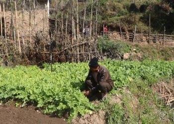 भोजपुर : सिँचाइ सुविधा पुगेपछि व्यावसायिक तरकारी खेतीतर्फ आकर्षित