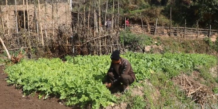 भोजपुर : सिँचाइ सुविधा पुगेपछि व्यावसायिक तरकारी खेतीतर्फ आकर्षित