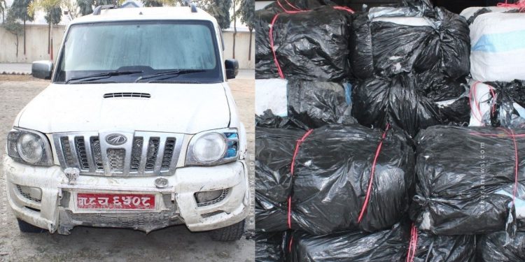 मोरङमा स्कारपिओ दुर्घटनापछि चार सय केजी गाँजा बरामद