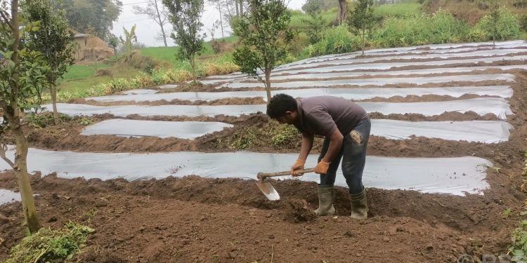 भोजपुरका किसान अकबरे खुर्सानी रोपाइँमा व्यस्त