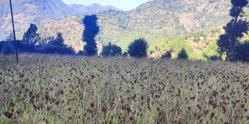 उदयपुरमा कोदो उत्पादनमा वृद्धि