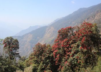 भोजपुर : ‘मुन्दुम पदमार्ग’ क्षेत्रमा गुराँस ढकमक्क