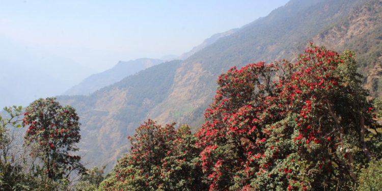 भोजपुर : ‘मुन्दुम पदमार्ग’ क्षेत्रमा गुराँस ढकमक्क