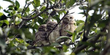 सुनसरीमा लाटोकोसेरोको समूह