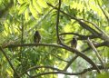 इनरुवामा कमन मैनाको मातृत्व