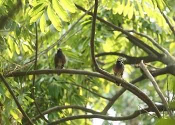 इनरुवामा कमन मैनाको मातृत्व