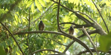 इनरुवामा कमन मैनाको मातृत्व
