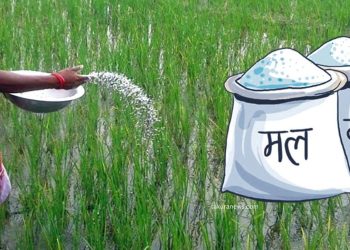 कोशी प्रदेशमा अनुदानको मल बिक्री गर्न निर्देशिका लागू गरिने